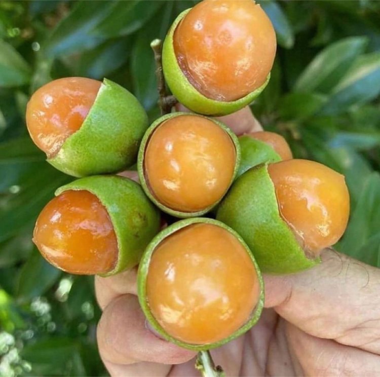 The Guinep Fruit