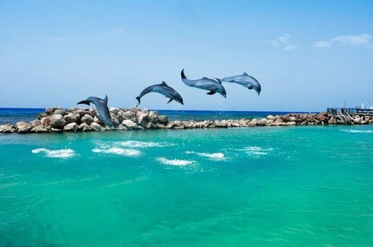 Dolphin Cove - Ocho Rios