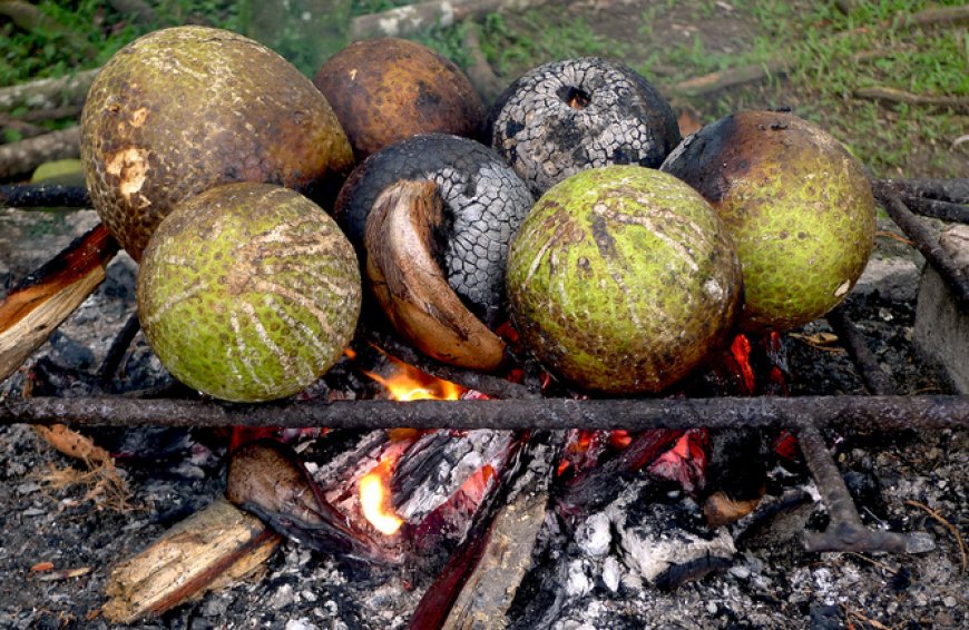 Breadfruit Offers A Promising Solution Scientists Say It Could Conquer World Hunger
