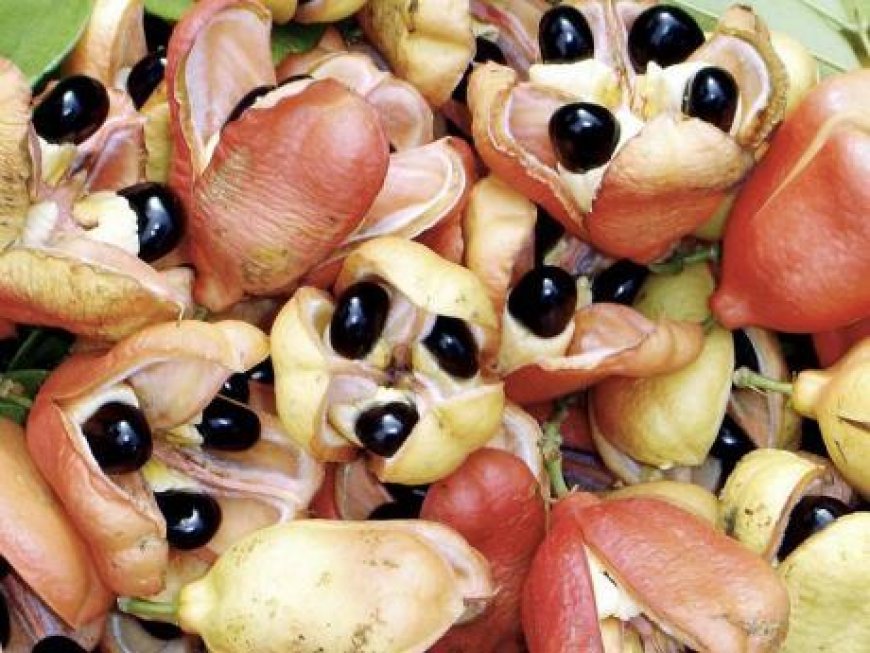 Why It’s Illegal To Bring Ackee Into The United States
